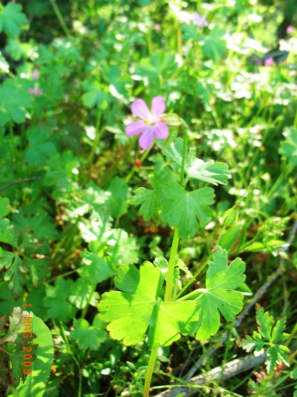 Geranium lucidum